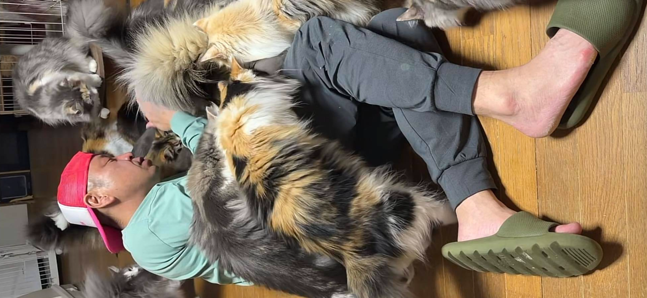 福岡県ブリーダー 山井龍己のノルウェージャンと戯れる姿