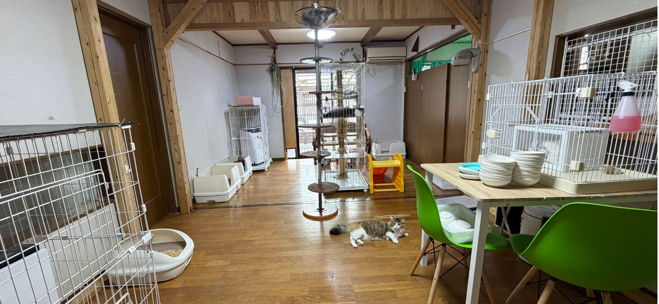 福岡県ブリーダー 山井龍己のノルウェージャン専用リビング