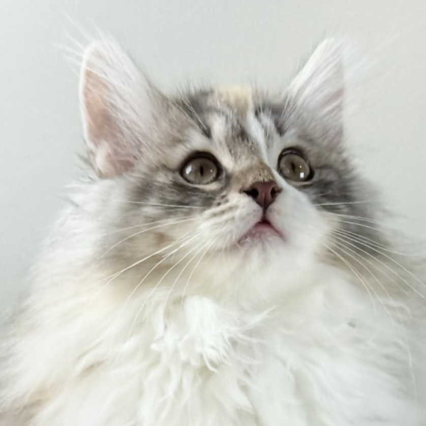 可愛いノルウェージャンの子猫