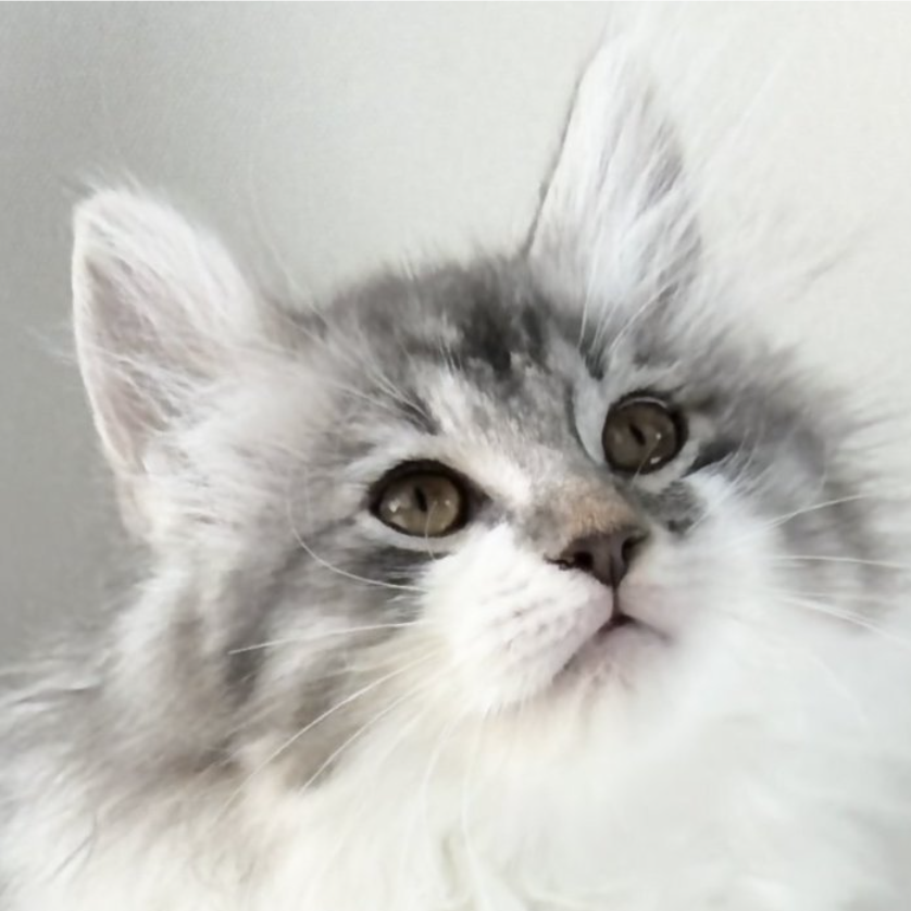 可愛いノルウェージャンの子猫