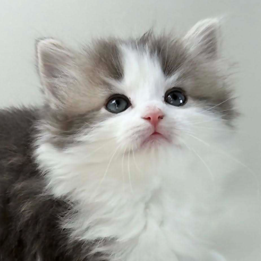 可愛いノルウェージャンの子猫