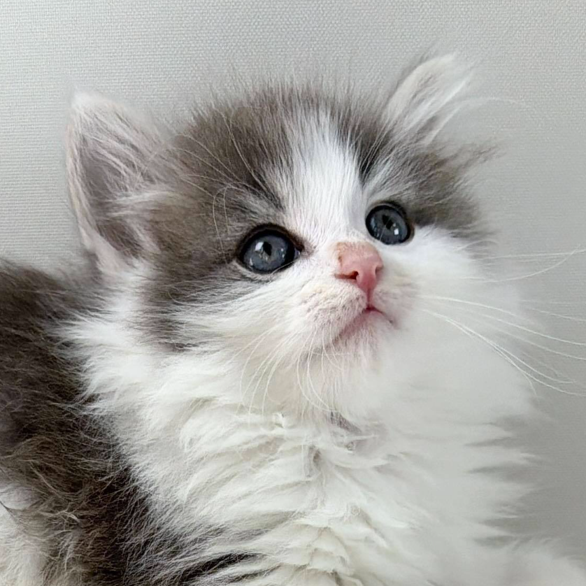 可愛いノルウェージャンの子猫