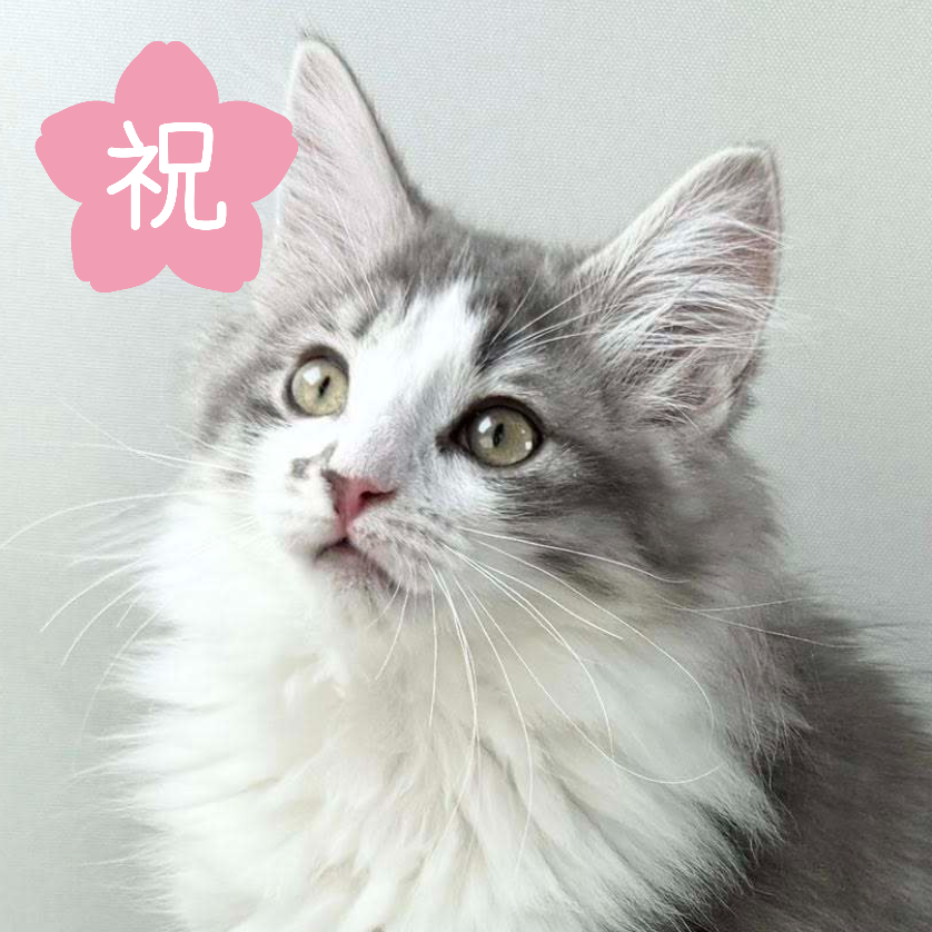 可愛いノルウェージャンの子猫