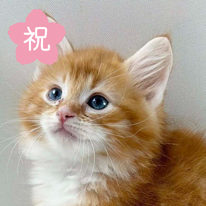 可愛いノルウェージャンの子猫