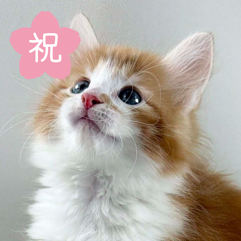可愛いノルウェージャンの子猫