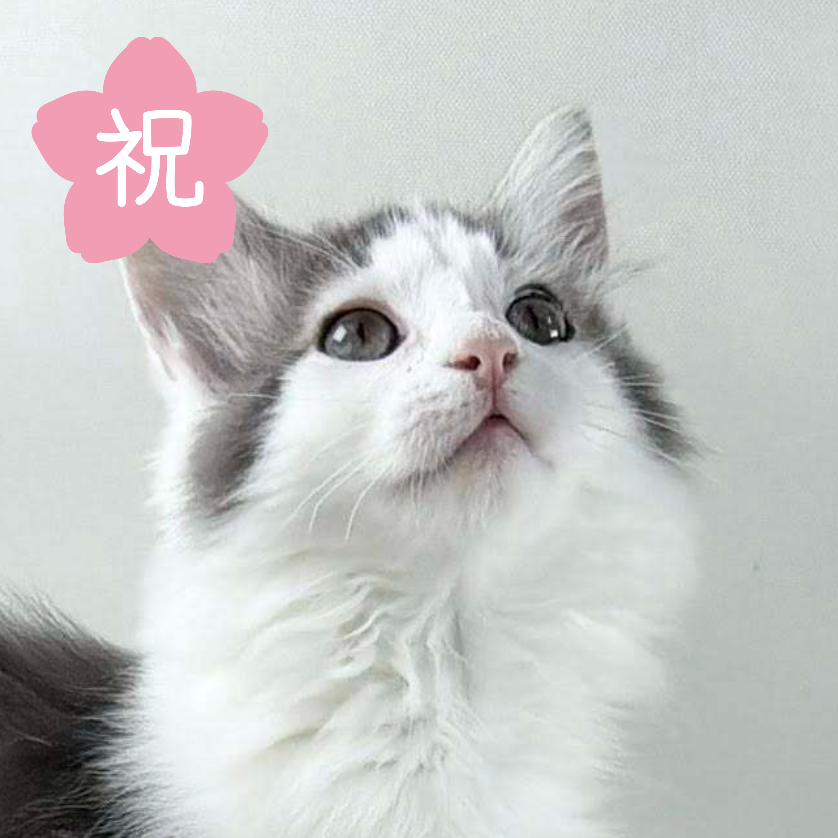 可愛いノルウェージャンの子猫