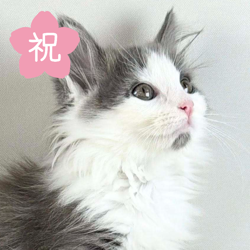 可愛いノルウェージャンの子猫