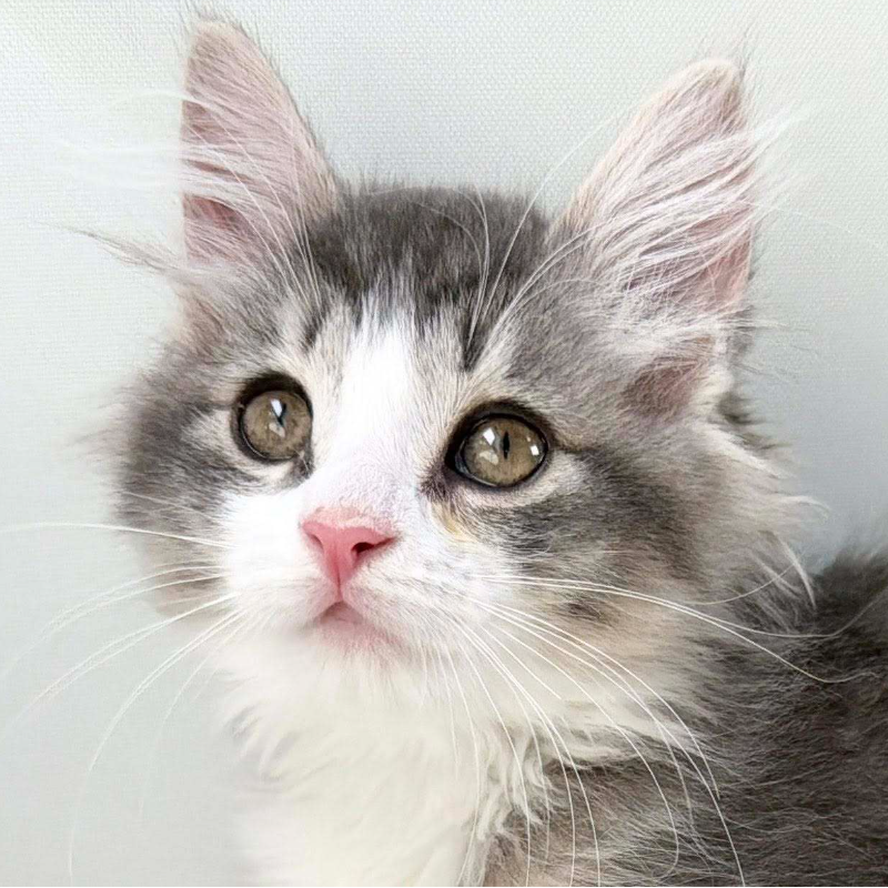 可愛いノルウェージャンの子猫