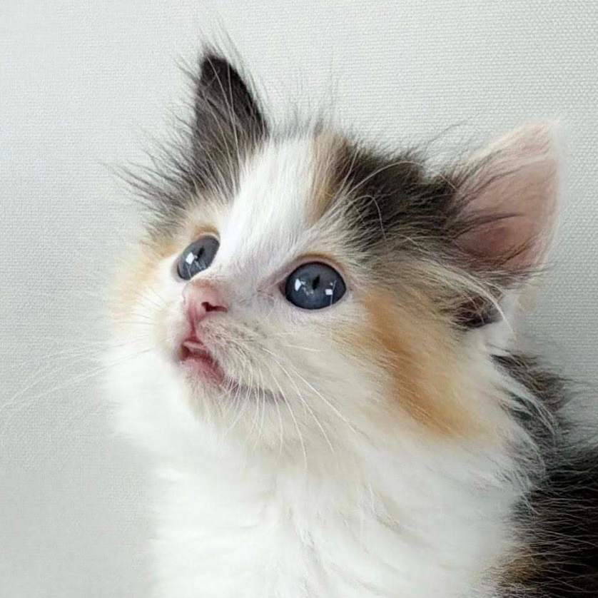 可愛いノルウェージャンの子猫