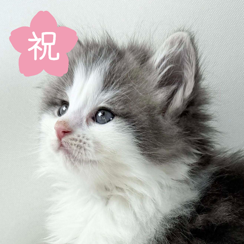 可愛いノルウェージャンの子猫