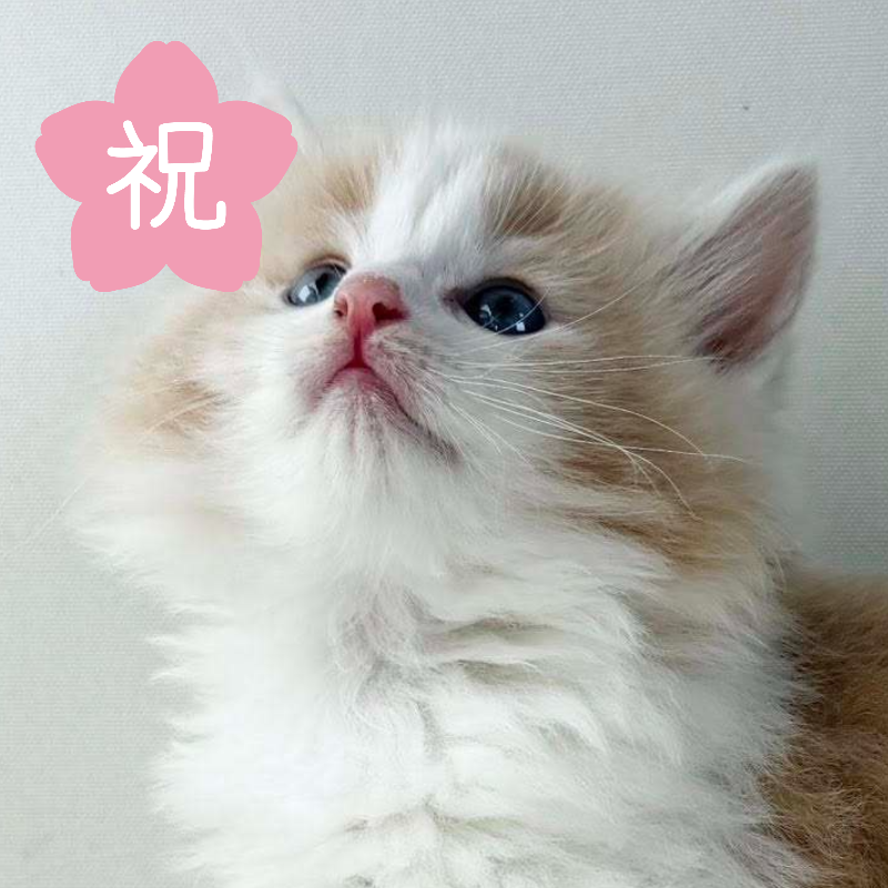 可愛いノルウェージャンの子猫