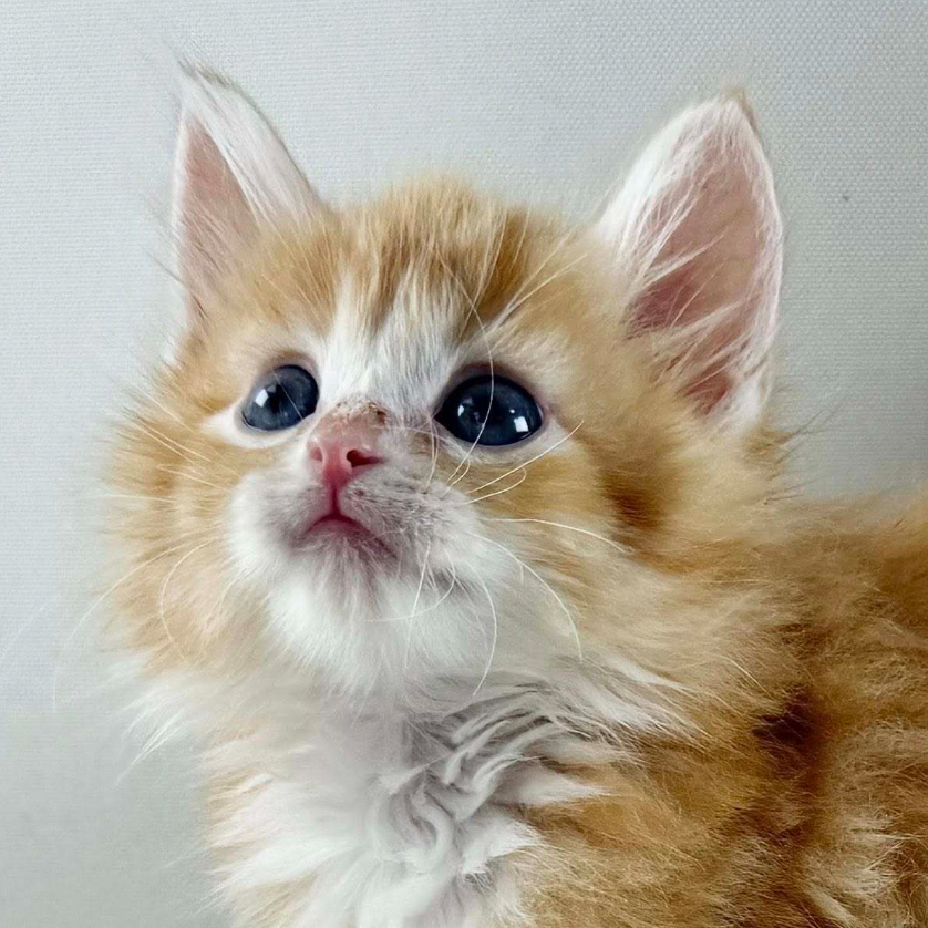 可愛いノルウェージャンの子猫