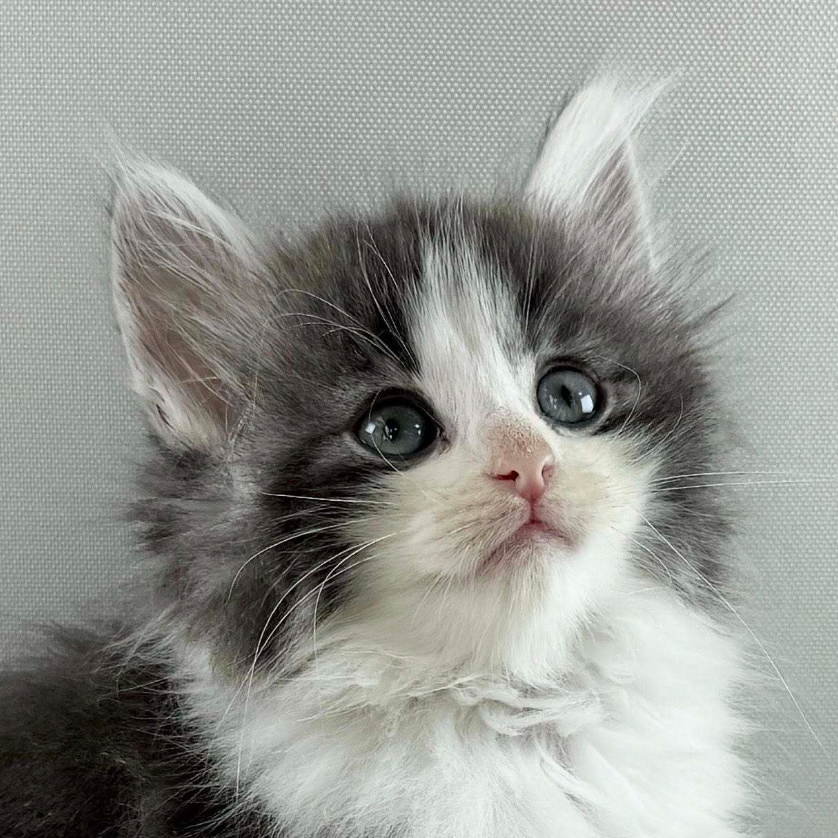 可愛いノルウェージャンの子猫