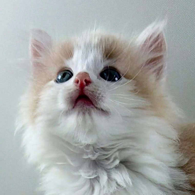 可愛いノルウェージャンの子猫