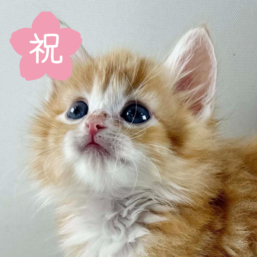可愛いノルウェージャンの子猫