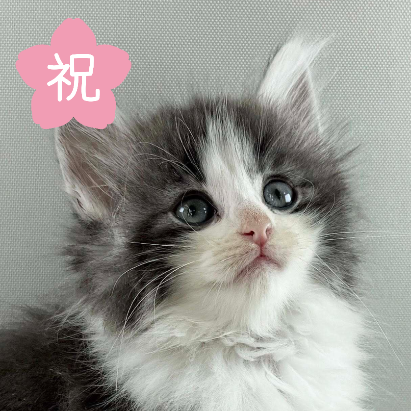 可愛いノルウェージャンの子猫