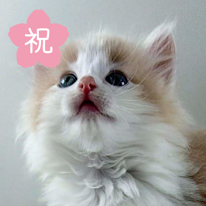 可愛いノルウェージャンの子猫