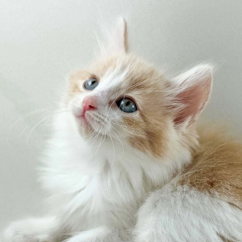 可愛いノルウェージャンの子猫