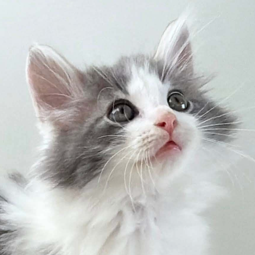 可愛いノルウェージャンの子猫