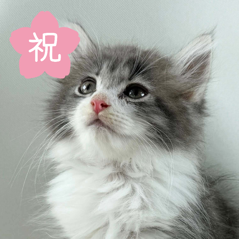 可愛いノルウェージャンの子猫