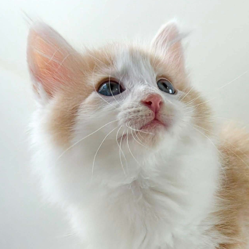 可愛いノルウェージャンの子猫