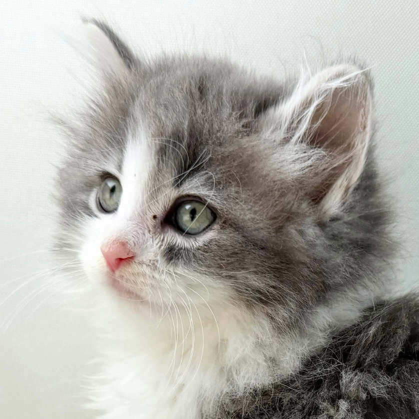 可愛いノルウェージャンの子猫
