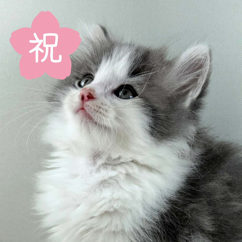 可愛いノルウェージャンの子猫