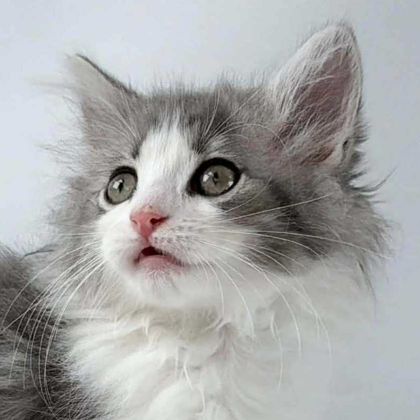 可愛いノルウェージャンの子猫