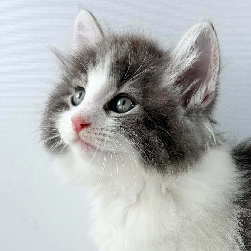可愛いノルウェージャンの子猫