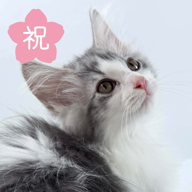 可愛いノルウェージャンの子猫