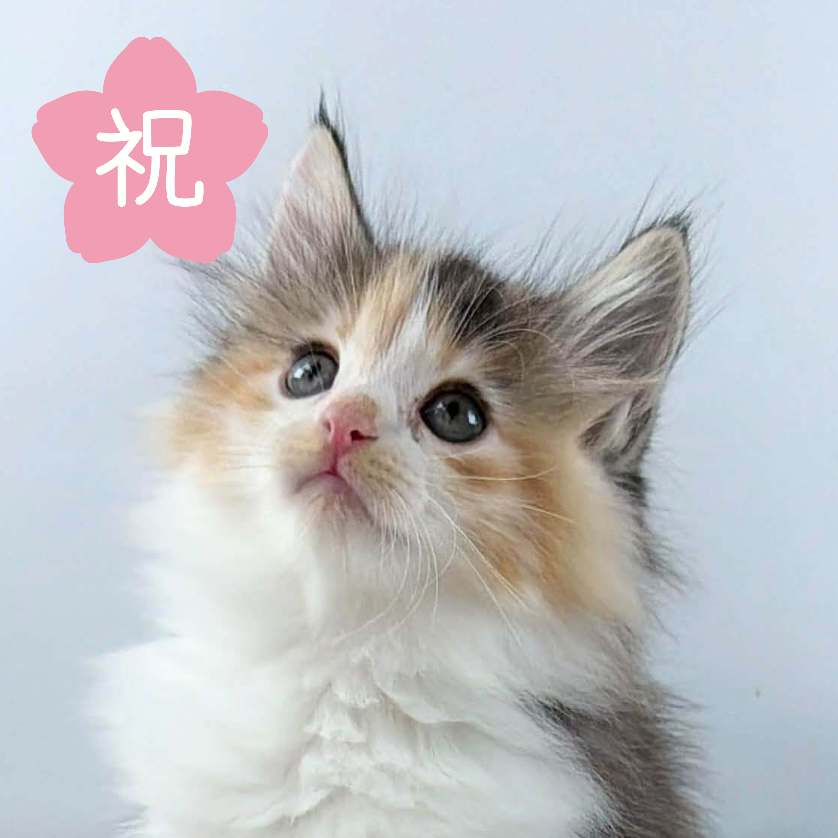 可愛いノルウェージャンの子猫