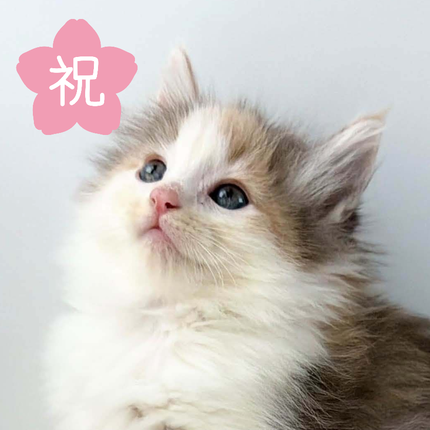 可愛いノルウェージャンの子猫
